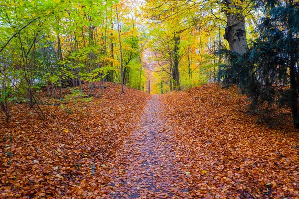 秋天温暖的阳光和五彩斑斓的树木和树叶 — 图库照片