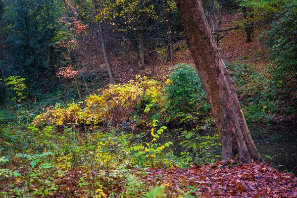 Jesień Sezon Ciepłe Światło Słoneczne Kolorowych Drzew Liści — Zdjęcie stockowe