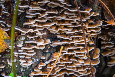 Orman ağacındaki yabani mantarlara yakın.