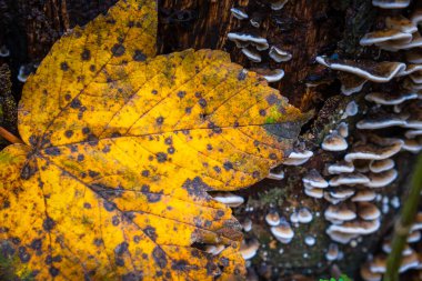 Orman ağacındaki yabani mantarlara yakın.