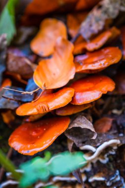 Orman ağacındaki yabani mantarlara yakın.