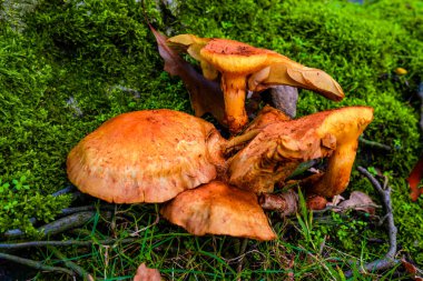 Orman ağacındaki yabani mantarlara yakın.