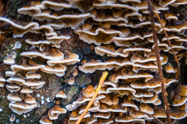 Luonnonvaraisten Sienten Lähikuva Metsäpuussa — kuvapankkivalokuva
