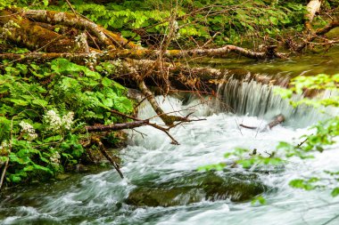 Dağlardaki nehir, harika bahar manzarası.