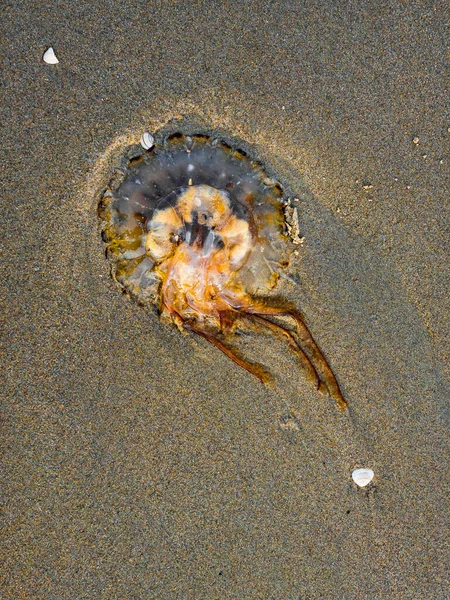 Jellyfish Apareceu Areia Praia Oceano — Fotografia de Stock