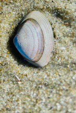 Sahilde kumların üzerinde duran deniz kabuğuna yakın çekim