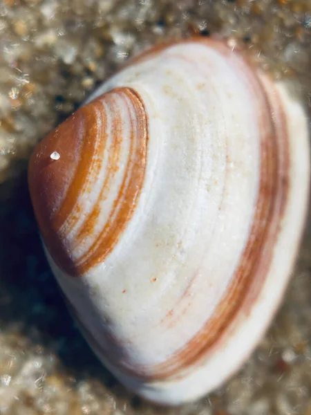 Κοντινό Πλάνο Της Θαλάσσιας Shell Που Βρίσκεται Στην Άμμο Στην — Φωτογραφία Αρχείου