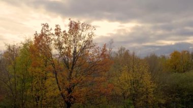 Ormanda gün batımı