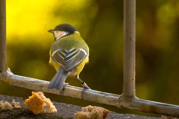 Parus Caeruleus Närbild Den Lilla Fågeln Terrassen — Stockfoto