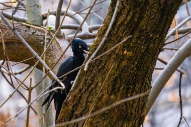 Siyah Dryocopus Martius ağaçkakan meşe ağacının gövdesinde kırmızı bir kafa, park