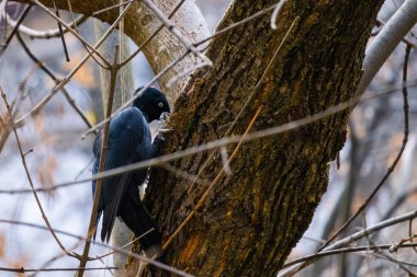 Siyah Dryocopus Martius ağaçkakan meşe ağacının gövdesinde kırmızı bir kafa, park