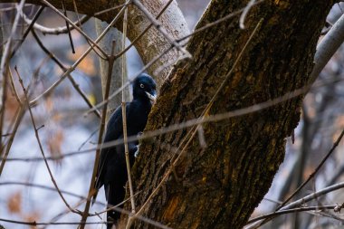Siyah Dryocopus Martius ağaçkakan meşe ağacının gövdesinde kırmızı bir kafa, park