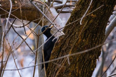 Siyah Dryocopus Martius ağaçkakan meşe ağacının gövdesinde kırmızı bir kafa, park