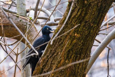 Siyah Dryocopus Martius ağaçkakan meşe ağacının gövdesinde kırmızı bir kafa, park
