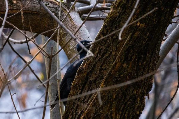 Black Dryocopus Martius Woodpecker Red Head Oak Trunk Park — Stock Photo, Image
