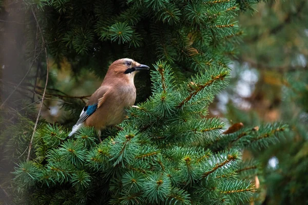 stock image Close-up of Eurasian Jay, birds in wildlife, outdoor photo