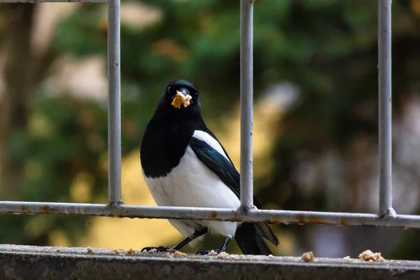 Närbild Svart Fakturerad Magpie Fågel Utomhus — Stockfoto