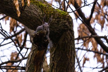 Bir ağaç dalında sincap portresi olan tatlı bir genç.