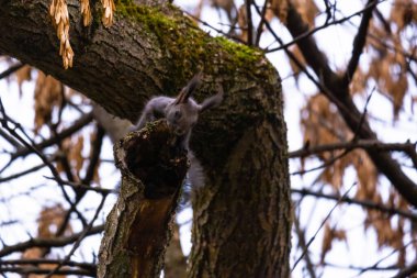 Bir ağaç dalında sincap portresi olan tatlı bir genç.