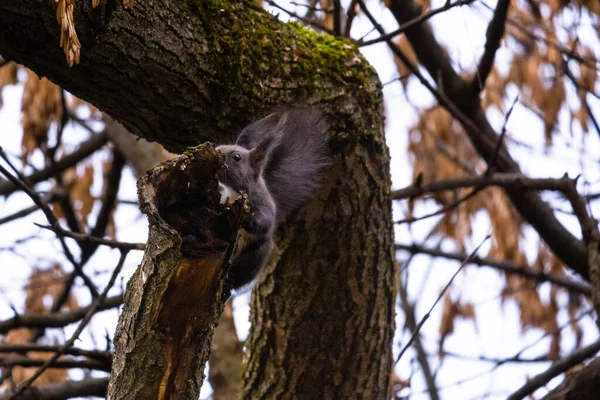Niedliche Junge Mit Eichhörnchen Porträt Auf Einem Ast Baum — Stockfoto