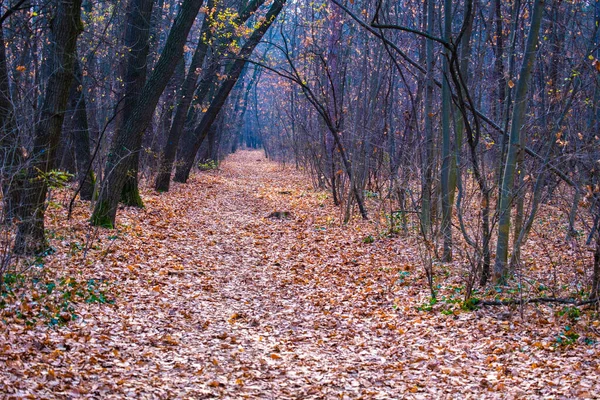 Najaarspark Herfstbomen Bladeren Herfstseizoen — Stockfoto