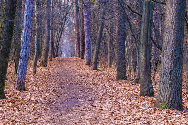 秋季公园 秋树和树叶 秋季季节 — 图库照片