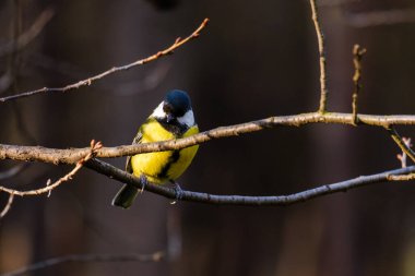 Titmouse kuşu, parkta küçük vahşi yaşam kuşları.