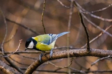 Titmouse kuşu, parkta küçük vahşi yaşam kuşları.