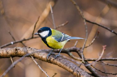 Titmouse kuşu, parkta küçük vahşi yaşam kuşları.