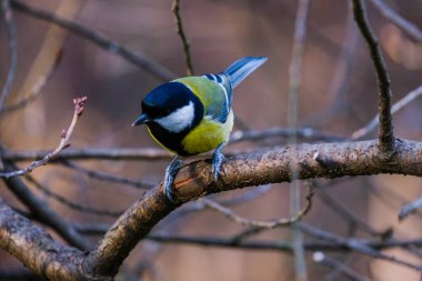 Titmouse kuşu, parkta küçük vahşi yaşam kuşları.