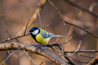 Titmouse kuşu, parkta küçük vahşi yaşam kuşları.