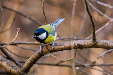 Titmouse kuşu, parkta küçük vahşi yaşam kuşları.