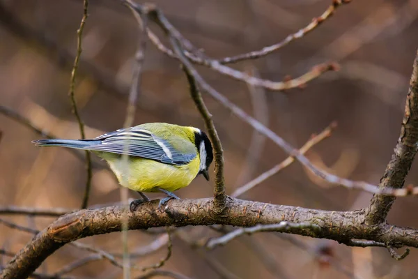 Titmouse Ptak Małe Dzikie Ptactwo Parku — Zdjęcie stockowe