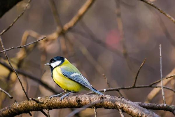 Titmouse Ptak Małe Dzikie Ptactwo Parku — Zdjęcie stockowe