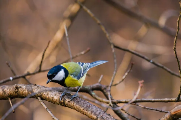 Aves Titmouse Pequeñas Aves Silvestres Parque —  Fotos de Stock