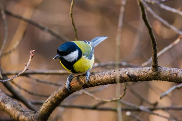 Titmouse Vogel Kleine Wilde Vogels Het Park — Stockfoto
