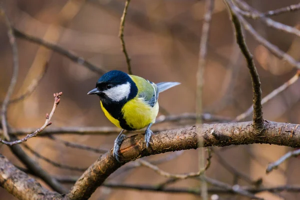 Titmouse Vogel Kleine Wilde Vogels Het Park — Stockfoto