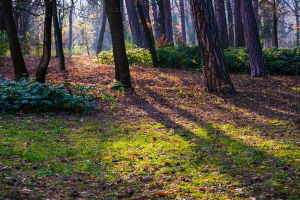 Najaarspark Herfstbomen Bladeren Herfst — Stockfoto