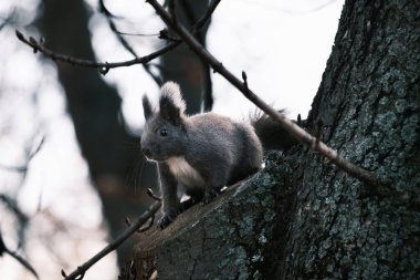 Parktaki ağaçtaki sevimli genç sincap portresi.