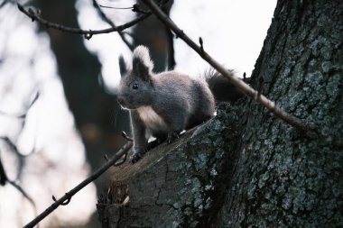 Parktaki ağaçtaki sevimli genç sincap portresi.