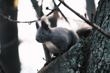 Parktaki ağaçtaki sevimli genç sincap portresi.