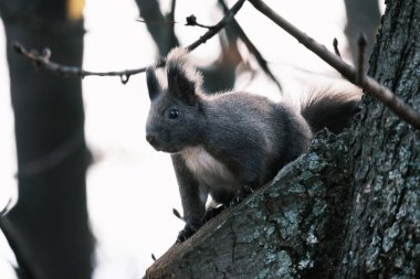 Parktaki ağaçtaki sevimli genç sincap portresi.