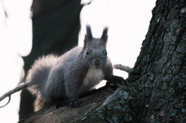 Parktaki ağaçtaki sevimli genç sincap portresi.