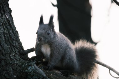 Parktaki ağaçtaki sevimli genç sincap portresi.