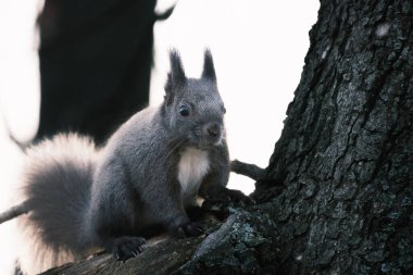 Parktaki ağaçtaki sevimli genç sincap portresi.