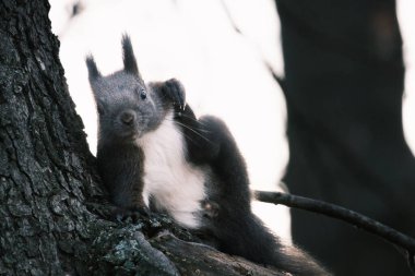 Parktaki ağaçtaki sevimli genç sincap portresi.