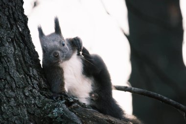Parktaki ağaçtaki sevimli genç sincap portresi.
