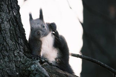 Parktaki ağaçtaki sevimli genç sincap portresi.