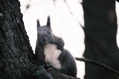 Parktaki ağaçtaki sevimli genç sincap portresi.
