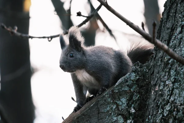 Parktaki ağaçtaki sevimli genç sincap portresi.